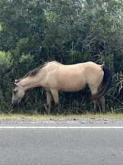 Equus caballus