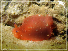 Dendrodoris guttata
