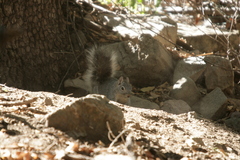 Sciurus arizonensis