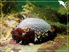 Staphylaea staphylaea