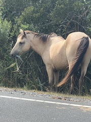 Equus caballus