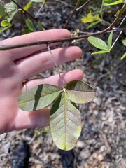 Crotalaria pallida