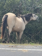 Equus caballus