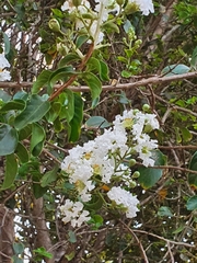 Lagerstroemia indica