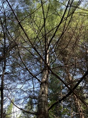 Pinus strobus