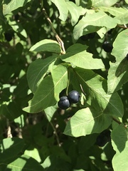Lonicera nigra