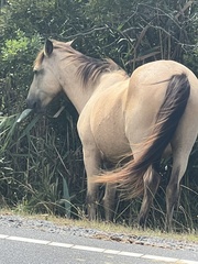Equus caballus