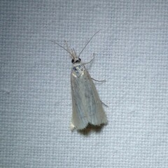 Agriphila straminella