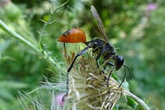 Sphecidae