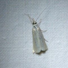Agriphila straminella