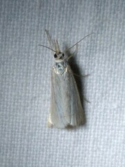 Agriphila straminella