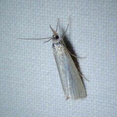 Agriphila straminella