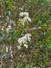 Lagerstroemia indica