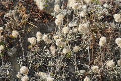 Gnaphalieae