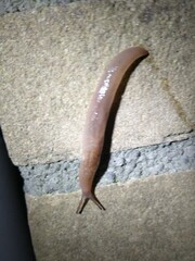 Ambigolimax valentianus