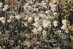 Gnaphalieae