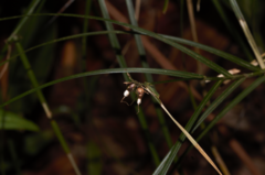 Scleria secans