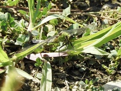 Erythemis simplicicollis