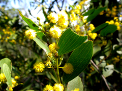 Acacia complanata