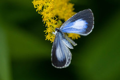 Celastrina neglecta