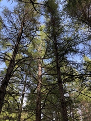Larix laricina
