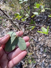 Crotalaria pallida