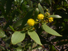 Acacia complanata