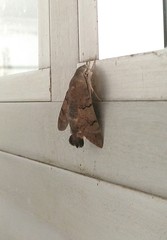 Macroglossum stellatarum