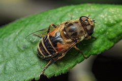 Eristalis arbustorum