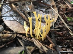 Clavulinopsis