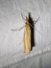 Agriphila tristella