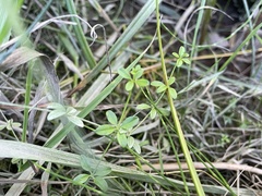 Galium trifidum