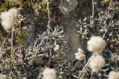 Gnaphalieae