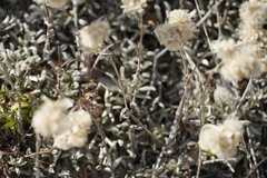 Gnaphalieae