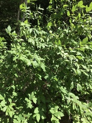 Lonicera nigra