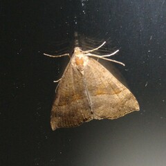 Hypena proboscidalis