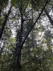 Pinus strobus