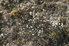 Gnaphalieae