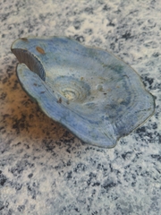 Lactarius indigo