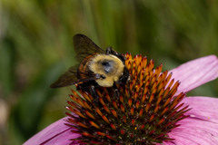 Bombus griseocollis