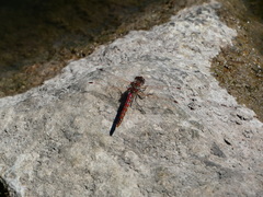 Sympetrum corruptum