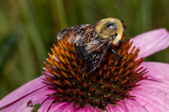 Bombus griseocollis