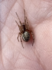 Zygiella x-notata