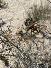 Cirsium pitcheri