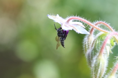 Coelioxys