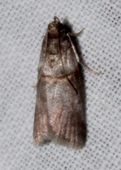 Acrobasis caryae
