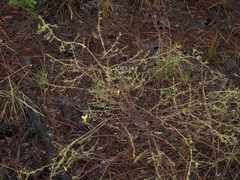 Aureolaria pectinata