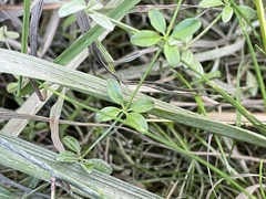 Galium trifidum