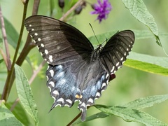 Papilio troilus