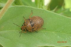 Orsilochides guttata